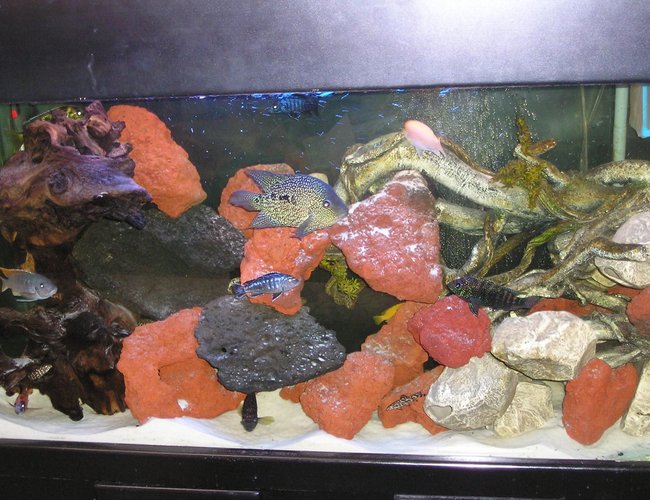 80 gallons freshwater fish tank (mostly fish and non-living decorations) - Assorted African Cichlids in 80 gallon tank 80 gallons freshwater fish tank (mostly fish and non-living decorations) - Assorted African Cichlids in 80 gallon tank