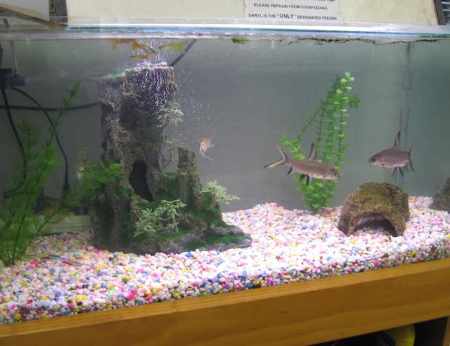 80 gallons freshwater fish tank (mostly fish and non-living decorations) - office tank 80 gallons freshwater fish tank (mostly fish and non-living decorations) - office tank