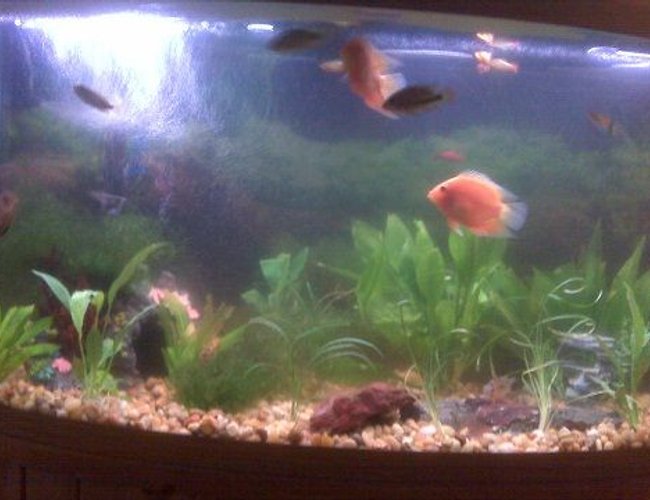 46 gallons freshwater fish tank (mostly fish and non-living decorations) - whole tank as of nov 14 2009 46 gallons freshwater fish tank (mostly fish and non-living decorations) - whole tank as of nov 14 2009
