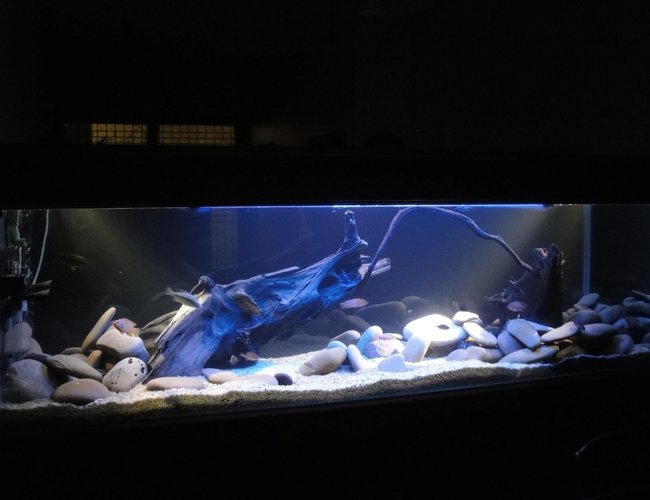 209 gallons freshwater fish tank (mostly fish and non-living decorations) - african tank 209 gallons freshwater fish tank (mostly fish and non-living decorations) - african tank
