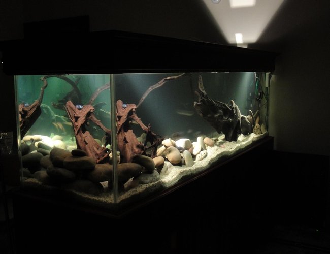 209 gallons freshwater fish tank (mostly fish and non-living decorations) - ... 209 gallons freshwater fish tank (mostly fish and non-living decorations) - ...