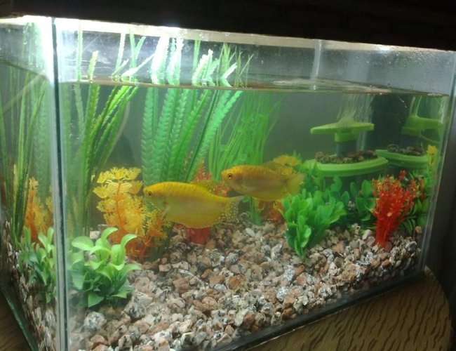 6 gallons freshwater fish tank (mostly fish and non-living decorations) - another view 6 gallons freshwater fish tank (mostly fish and non-living decorations) - another view