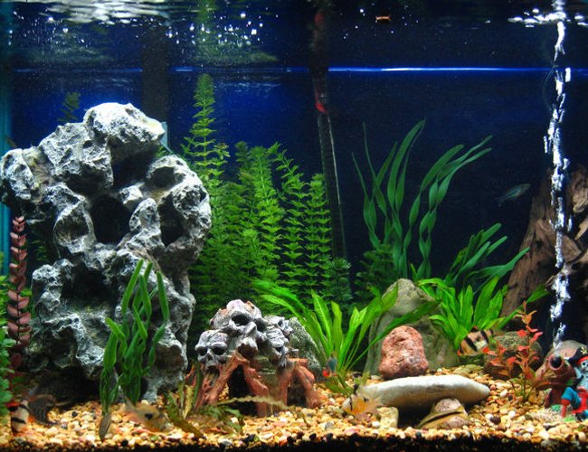 65 gallons freshwater fish tank (mostly fish and non-living decorations) - This is my current setup...hubby wants it to stay this way, but I'm wanting to add more caves for my catfish, and soon an Electric Blue Lobster, to explore! 65 gallons freshwater fish tank (mostly fish and non-living decorations) - This is my current setup...hubby wants it to stay this way, but I'm wanting to add more caves for my catfish, and soon an Electric Blue Lobster, to explore!