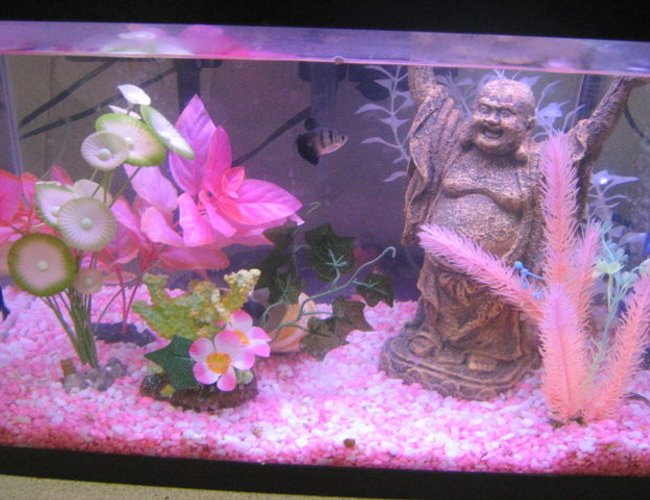6 gallons freshwater fish tank (mostly fish and non-living decorations) - Fish Tank Pink 6 gallons freshwater fish tank (mostly fish and non-living decorations) - Fish Tank Pink