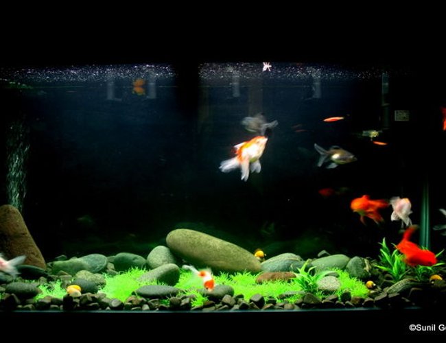 320 gallons freshwater fish tank (mostly fish and non-living decorations) - I have a 4ft, 60 Gallon Tank. There are 11 fancy GoldFish, 5 Apple Snails and 2 Zebra Danios. All plants are artificial. 320 gallons freshwater fish tank (mostly fish and non-living decorations) - I have a 4ft, 60 Gallon Tank. There are 11 fancy GoldFish, 5 Apple Snails and 2 Zebra Danios. All plants are artificial.