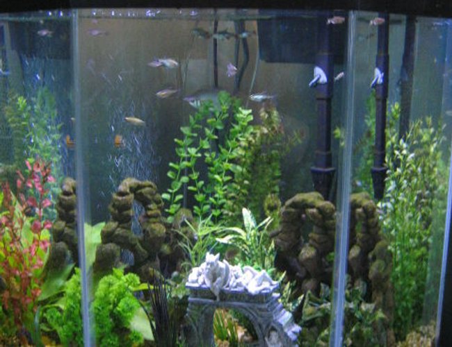 44 gallons freshwater fish tank (mostly fish and non-living decorations) - My corner tank 44 gallons freshwater fish tank (mostly fish and non-living decorations) - My corner tank