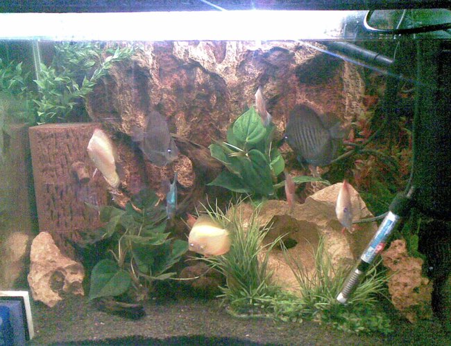 60 gallons freshwater fish tank (mostly fish and non-living decorations) - Its a Discus Tank 2.5 FT x 2 FT 60 gallons freshwater fish tank (mostly fish and non-living decorations) - Its a Discus Tank 2.5 FT x 2 FT