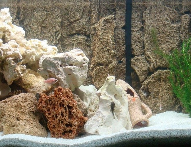 65 gallons freshwater fish tank (mostly fish and non-living decorations) - 250L Freshwater
JBL external pump E1500
PH Controller (CO2)
2x Tubes T8 30W 65 gallons freshwater fish tank (mostly fish and non-living decorations) - 250L Freshwater
JBL external pump E1500
PH Controller (CO2)
2x Tubes T8 30W
