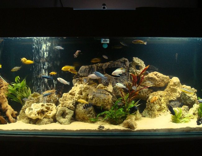 114 gallons freshwater fish tank (mostly fish and non-living decorations) - full view of my cichlid tank, i have close up pictures of my cichlids in my profile 114 gallons freshwater fish tank (mostly fish and non-living decorations) - full view of my cichlid tank, i have close up pictures of my cichlids in my profile