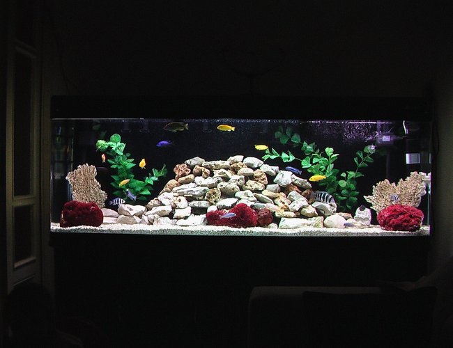 100 gallons freshwater fish tank (mostly fish and non-living decorations) - New rock design for my African Cichlid tank. 100 gallons freshwater fish tank (mostly fish and non-living decorations) - New rock design for my African Cichlid tank.