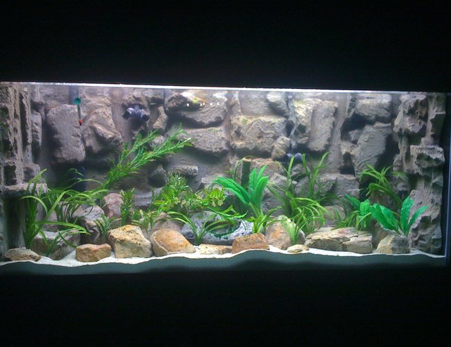 240 gallons freshwater fish tank (mostly fish and non-living decorations) - 240 gal (72"l x 24"w x 31"h)
2 Fuval FX5
500 watt finnex titanium heater
3M color quartz for substrate
natural rocks
DIY Background
silk plants 240 gallons freshwater fish tank (mostly fish and non-living decorations) - 240 gal (72"l x 24"w x 31"h)
2 Fuval FX5
500 watt finnex titanium heater
3M color quartz for substrate
natural rocks
DIY Background
silk plants