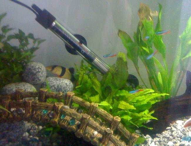 64 gallons freshwater fish tank (mostly fish and non-living decorations) - my first tank , 64 gallons freshwater fish tank (mostly fish and non-living decorations) - my first tank ,