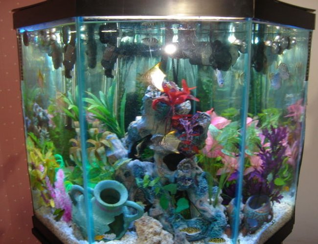 46 gallons freshwater fish tank (mostly fish and non-living decorations) - Brackish Water Fish Aquarium 46 gallons freshwater fish tank (mostly fish and non-living decorations) - Brackish Water Fish Aquarium