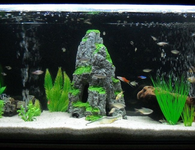 65 gallons freshwater fish tank (mostly fish and non-living decorations) - My 250L Community tank 65 gallons freshwater fish tank (mostly fish and non-living decorations) - My 250L Community tank