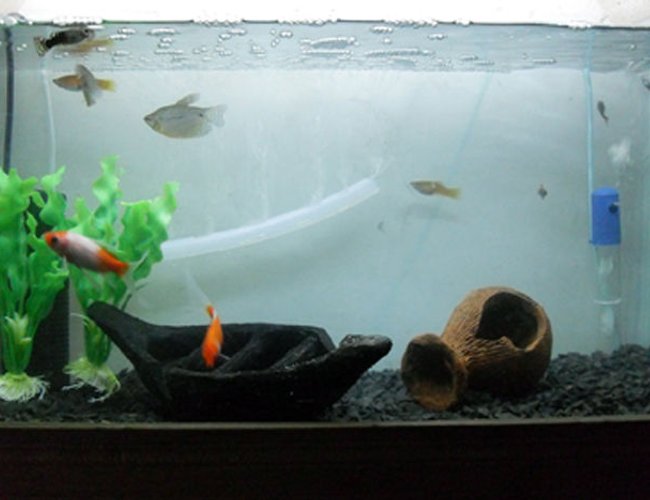 18 gallons freshwater fish tank (mostly fish and non-living decorations) - 2 paerl gourami,8 guppy,1 moly,2 swordtail,2 comet 18 gallons freshwater fish tank (mostly fish and non-living decorations) - 2 paerl gourami,8 guppy,1 moly,2 swordtail,2 comet