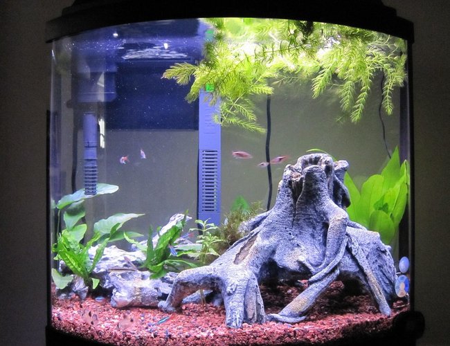 16 gallons freshwater fish tank (mostly fish and non-living decorations) - 16 Gallon Bow Front 6 Weeks Young 16 gallons freshwater fish tank (mostly fish and non-living decorations) - 16 Gallon Bow Front 6 Weeks Young