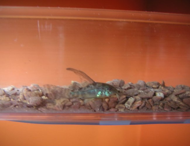70 gallons freshwater fish tank (mostly fish and non-living decorations) - one of the cory cats crossing the bridge 70 gallons freshwater fish tank (mostly fish and non-living decorations) - one of the cory cats crossing the bridge