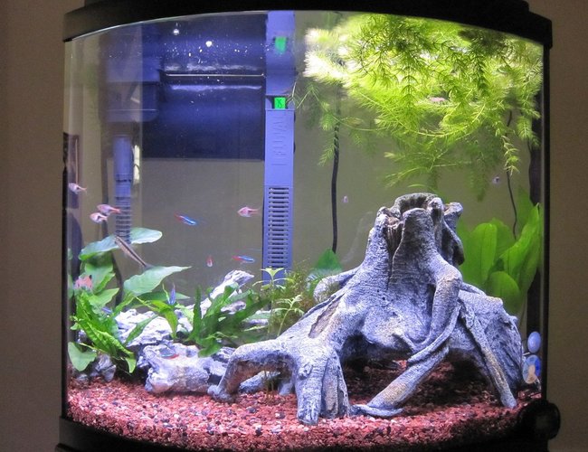 16 gallons freshwater fish tank (mostly fish and non-living decorations) - 16G Bow Front 8 Weeks 16 gallons freshwater fish tank (mostly fish and non-living decorations) - 16G Bow Front 8 Weeks