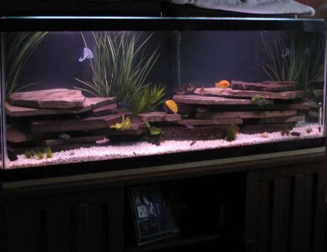 47 gallons freshwater fish tank (mostly fish and non-living decorations) - 48 x 12.5 x 18.25
Tank was made in Oct. of 1987, I've been restoring it for 2 months now.
Marineland Penguin 350 Power Filter
Marineland Penguin 200 Power Filter
Marineland Stealth Pro Heater
Aqua-Glo Lighting (2x 18")
Crushed Coral Substrate
Black and Blue Slate
Variety of Fake Plants
3 Tiger Barb
3 Yellow Lab (2 King's Cove, 1 White Morph)
1 Melanochromis sp. "Brown"
2 Golden Chinese Algae Eater
10 Pseudotropheus demasoni (Pombo Rocks) 47 gallons freshwater fish tank (mostly fish and non-living decorations) - 48 x 12.5 x 18.25
Tank was made in Oct. of 1987, I've been restoring it for 2 months now.
Marineland Penguin 350 Power Filter
Marineland Penguin 200 Power Filter
Marineland Stealth Pro Heater
Aqua-Glo Lighting (2x 18")
Crushed Coral Substrate
Black and Blue Slate
Variety of Fake Plants
3 Tiger Barb
3 Yellow Lab (2 King's Cove, 1 White Morph)
1 Melanochromis sp. "Brown"
2 Golden Chinese Algae Eater
10 Pseudotropheus demasoni (Pombo Rocks)