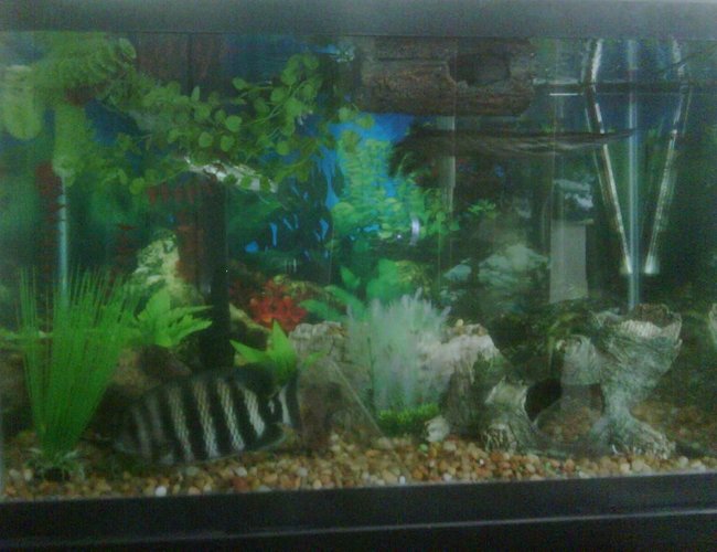 65 gallons freshwater fish tank (mostly fish and non-living decorations) - preditorial fish tank 65 gallons freshwater fish tank (mostly fish and non-living decorations) - preditorial fish tank