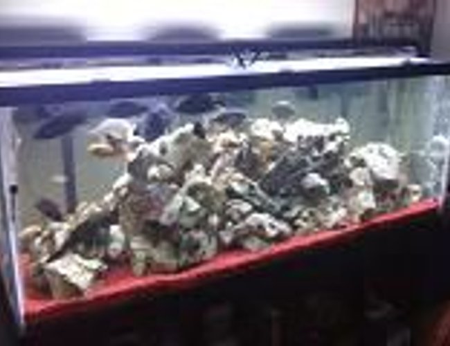 215 gallons freshwater fish tank (mostly fish and non-living decorations) - my 215g with African Cichlids 215 gallons freshwater fish tank (mostly fish and non-living decorations) - my 215g with African Cichlids