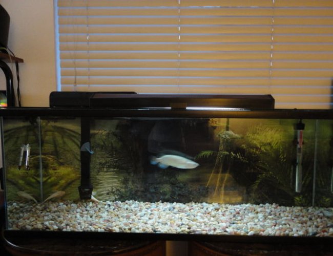 60 gallons freshwater fish tank (mostly fish and non-living decorations) - 60 gall,Emperor 400,200 watt heat,Florescent light,pebbles size gravel,with amazon back drop. 60 gallons freshwater fish tank (mostly fish and non-living decorations) - 60 gall,Emperor 400,200 watt heat,Florescent light,pebbles size gravel,with amazon back drop.