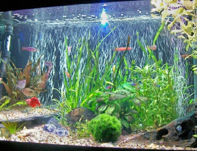 25 gallons freshwater fish tank (mostly fish and non-living decorations) - My tank 25 gallons freshwater fish tank (mostly fish and non-living decorations) - My tank