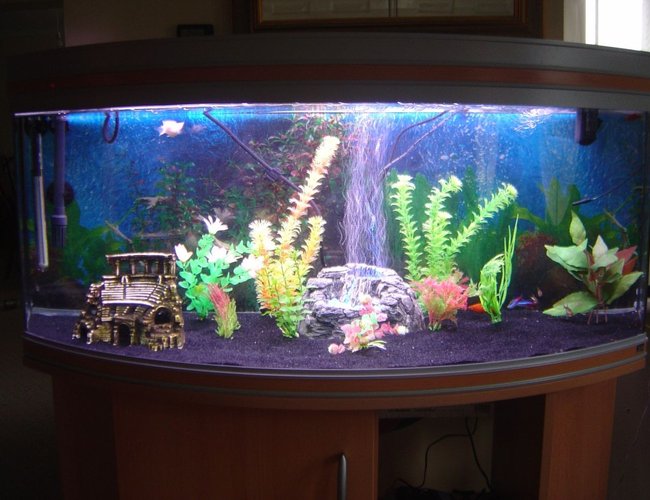 32 gallons freshwater fish tank (mostly fish and non-living decorations) - Main pic from the front, (recently cleaned :)) 32 gallons freshwater fish tank (mostly fish and non-living decorations) - Main pic from the front, (recently cleaned :))