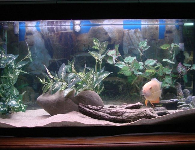 200 gallons freshwater fish tank (mostly fish and non-living decorations) - Fluval Roma 200 with external filter
Contains a breeding pair of severums 200 gallons freshwater fish tank (mostly fish and non-living decorations) - Fluval Roma 200 with external filter
Contains a breeding pair of severums