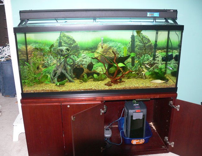 1200 gallons freshwater fish tank (mostly fish and non-living decorations) - the 120 gallon 1200 gallons freshwater fish tank (mostly fish and non-living decorations) - the 120 gallon