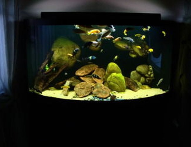92 gallons freshwater fish tank (mostly fish and non-living decorations) - 92g Corner of Lake Malawi 92 gallons freshwater fish tank (mostly fish and non-living decorations) - 92g Corner of Lake Malawi