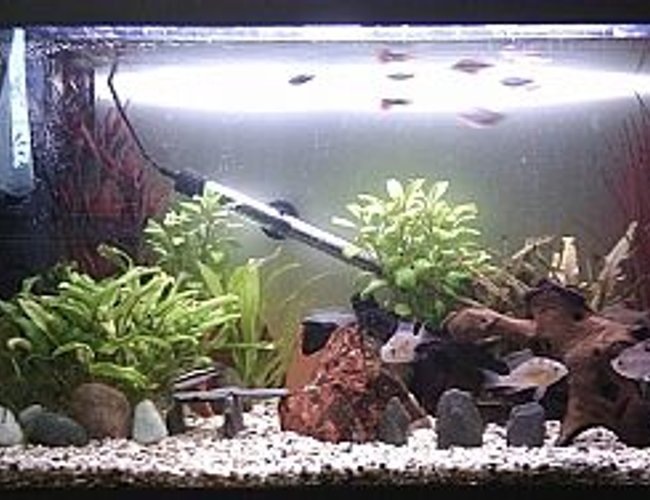 25 gallons freshwater fish tank (mostly fish and non-living decorations) - My Tank 25 gallons freshwater fish tank (mostly fish and non-living decorations) - My Tank