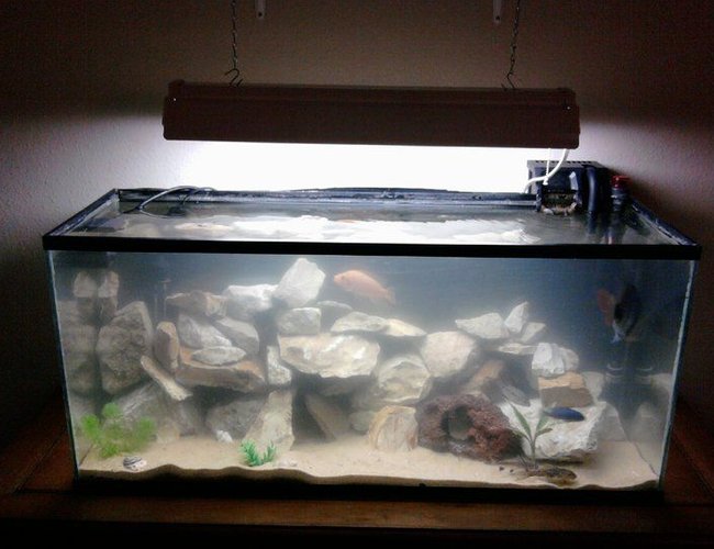 40 gallons freshwater fish tank (mostly fish and non-living decorations) - My 40 gallon cichlid biotope aquarium. Very dirty, just did partial water change and stirred up a lot of substrate. 40 gallons freshwater fish tank (mostly fish and non-living decorations) - My 40 gallon cichlid biotope aquarium. Very dirty, just did partial water change and stirred up a lot of substrate.