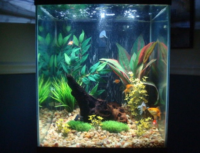40 gallons freshwater fish tank (mostly fish and non-living decorations) - Goldies at play 40 gallons freshwater fish tank (mostly fish and non-living decorations) - Goldies at play