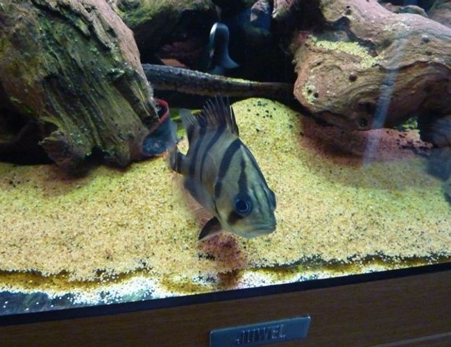 200 gallons freshwater fish tank (mostly fish and non-living decorations) - Datnoid 200 gallons freshwater fish tank (mostly fish and non-living decorations) - Datnoid
