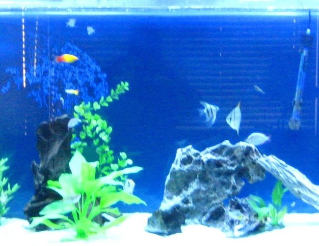 135 gallons freshwater fish tank (mostly fish and non-living decorations) - My 135 gallon tank and i just changed my tank to a salt water tank so i will get those pictures up soon 135 gallons freshwater fish tank (mostly fish and non-living decorations) - My 135 gallon tank and i just changed my tank to a salt water tank so i will get those pictures up soon