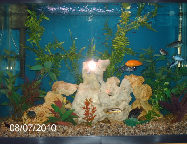 45 gallons freshwater fish tank (mostly fish and non-living decorations) - Redecorated 8-7-08. 45 gallons freshwater fish tank (mostly fish and non-living decorations) - Redecorated 8-7-08.