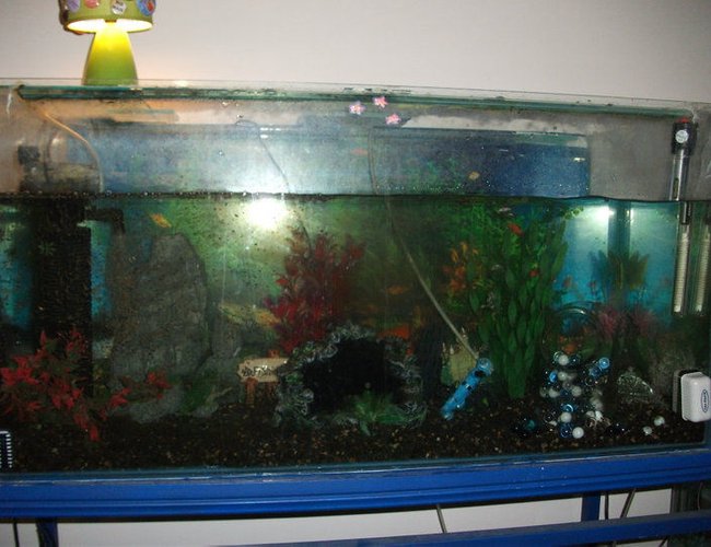 39 gallons freshwater fish tank (mostly fish and non-living decorations) - My cichlid setup 39 gallons freshwater fish tank (mostly fish and non-living decorations) - My cichlid setup