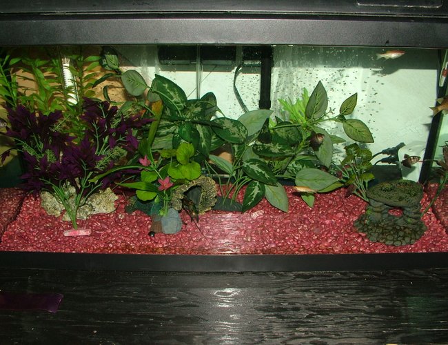 25 gallons freshwater fish tank (mostly fish and non-living decorations) - My 25 gallon tank 25 gallons freshwater fish tank (mostly fish and non-living decorations) - My 25 gallon tank