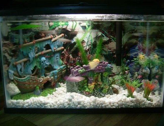 6 gallons freshwater fish tank (mostly fish and non-living decorations) - 5.5 gallon tank 6 gallons freshwater fish tank (mostly fish and non-living decorations) - 5.5 gallon tank