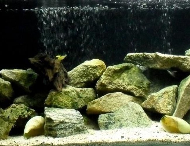 65 gallons freshwater fish tank (mostly fish and non-living decorations) - 48x18x18" Malawi Mbuna 65 gallons freshwater fish tank (mostly fish and non-living decorations) - 48x18x18" Malawi Mbuna