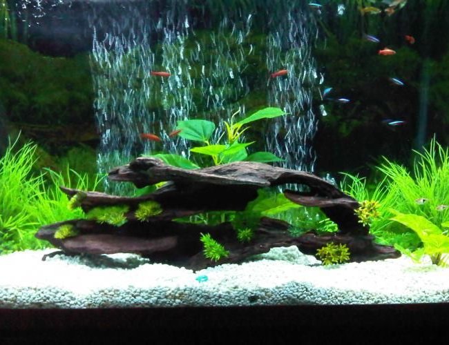 45 gallons freshwater fish tank (mostly fish and non-living decorations) - my first upload :D 45 gallons freshwater fish tank (mostly fish and non-living decorations) - my first upload :D