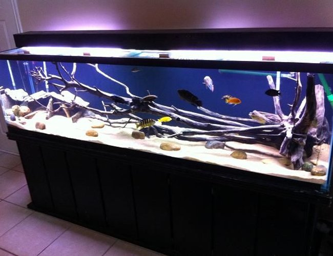 240 gallons freshwater fish tank (mostly fish and non-living decorations) - 240 long 240 gallons freshwater fish tank (mostly fish and non-living decorations) - 240 long