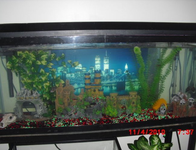 50 gallons freshwater fish tank (mostly fish and non-living decorations) - skull island 50 gallons freshwater fish tank (mostly fish and non-living decorations) - skull island