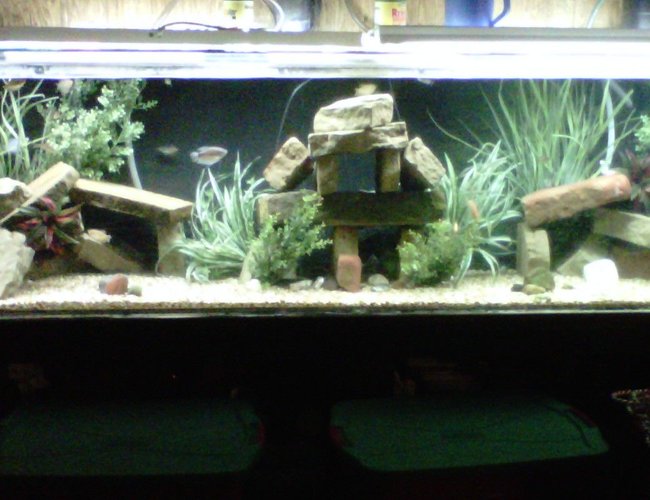 350 gallons freshwater fish tank (mostly fish and non-living decorations) - 350 gallon acrylic 350 gallons freshwater fish tank (mostly fish and non-living decorations) - 350 gallon acrylic