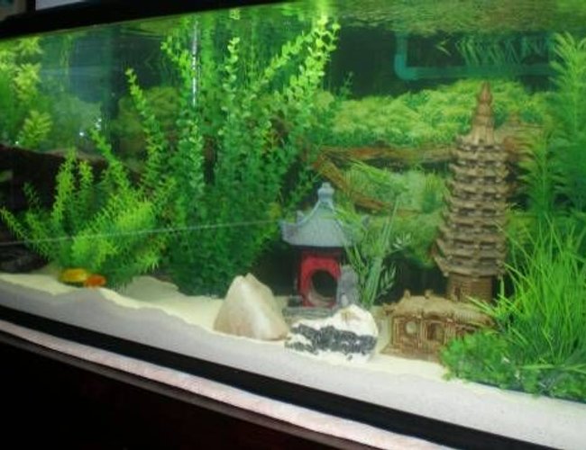 60 gallons freshwater fish tank (mostly fish and non-living decorations) - Rescaped Tank
60 Gallon
2 Yellow Labs
1 Cobalt Blue
1 Red Zebra
1 Red Fin Borleyi
2 Rainbow Sharks 60 gallons freshwater fish tank (mostly fish and non-living decorations) - Rescaped Tank
60 Gallon
2 Yellow Labs
1 Cobalt Blue
1 Red Zebra
1 Red Fin Borleyi
2 Rainbow Sharks