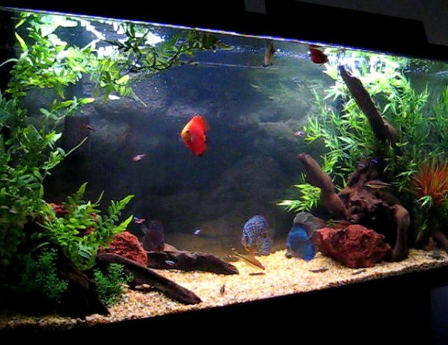 80 gallons freshwater fish tank (mostly fish and non-living decorations) - 6 Discus (2 Red Fujis, Bulldog, Blue Tourque, Yellow Pigeon and 1 Red Leopard)
8 Cardinal Tetras
3 Torpedo barbs
2 Cory cats
15 Khuli loaches
1 L114 Pleco 80 gallons freshwater fish tank (mostly fish and non-living decorations) - 6 Discus (2 Red Fujis, Bulldog, Blue Tourque, Yellow Pigeon and 1 Red Leopard)
8 Cardinal Tetras
3 Torpedo barbs
2 Cory cats
15 Khuli loaches
1 L114 Pleco