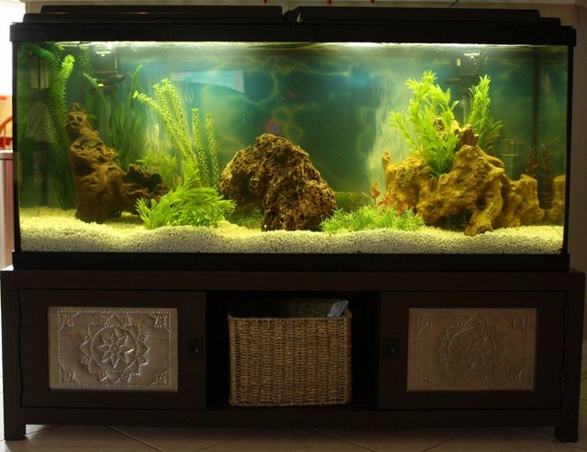 50 gallons freshwater fish tank (mostly fish and non-living decorations) - 50 gal Loach Den 50 gallons freshwater fish tank (mostly fish and non-living decorations) - 50 gal Loach Den