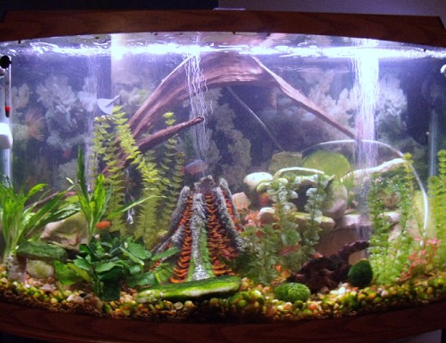46 gallons freshwater fish tank (mostly fish and non-living decorations) - My Awesome Tank 46 gallons freshwater fish tank (mostly fish and non-living decorations) - My Awesome Tank