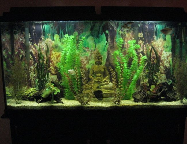 60 gallons freshwater fish tank (mostly fish and non-living decorations) - 60 gallon freshwater fish tank 60 gallons freshwater fish tank (mostly fish and non-living decorations) - 60 gallon freshwater fish tank